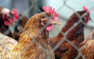 Curso virtual de Producción Avícola Intensiva