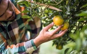Curso Virtual de Fruticultura: Cultivo Profesional de Frutas